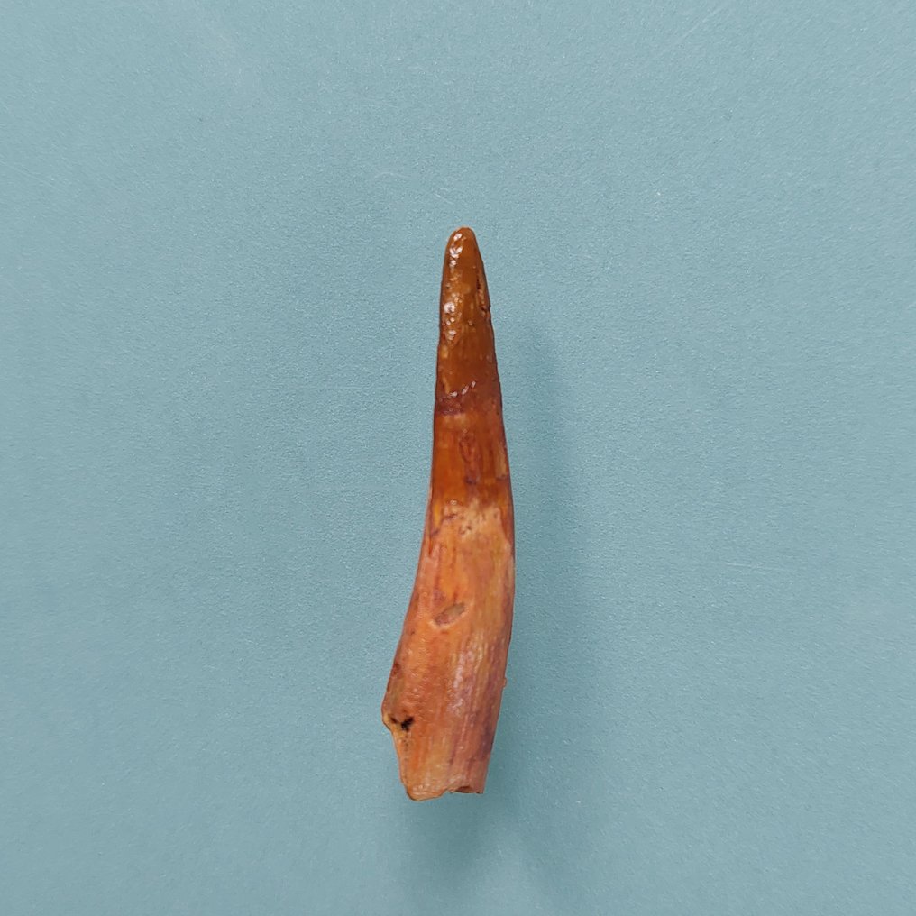 Flyveøgle - Fossil tand - 42 mm - 10 mm  (Ingen mindstepris) #2.1