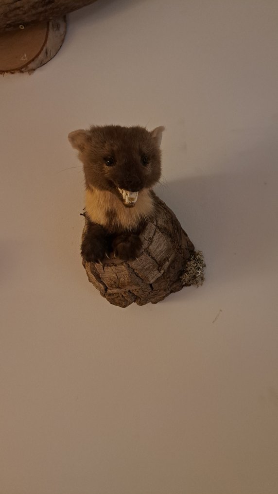 Marder Allestimento tassidermico a corpo intero - Baummarder - 20 cm - 15 cm - 15 cm - Specie non CITES - 1 #1.0