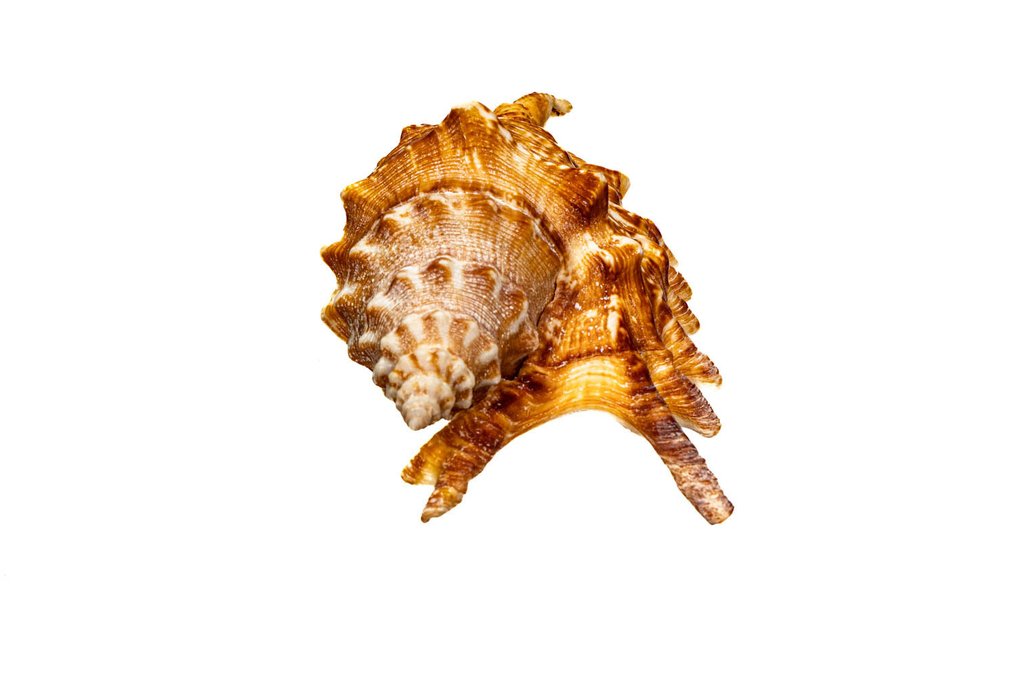 Finger Conch ===Συλλεκτικό κοχύλι=== Επιτοίχια βάση ταρίχευσης - Lambis digitata - 12.5 cm - 0 mm - 0 mm - Είδη που δεν ανήκουν στο CITES - 1 #3.2