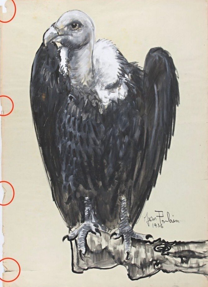 Jean Poulain (1884 - 1967) - Vautour #4.3