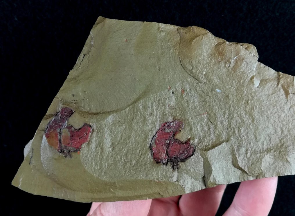 Equinodermo primitivo - Stylophora!!! - Animale fossilizzato - Galliaecystis ubaghsi (Cripps, 1989) - 16 cm - 7 cm #1.0