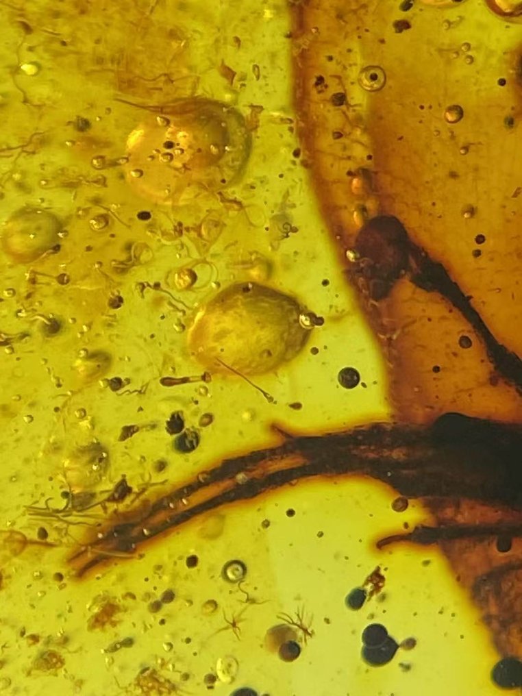 Chihlimbar - Chihlimbar - Lizard feet in amber - 30.6 mm - 23.1 mm #4.3