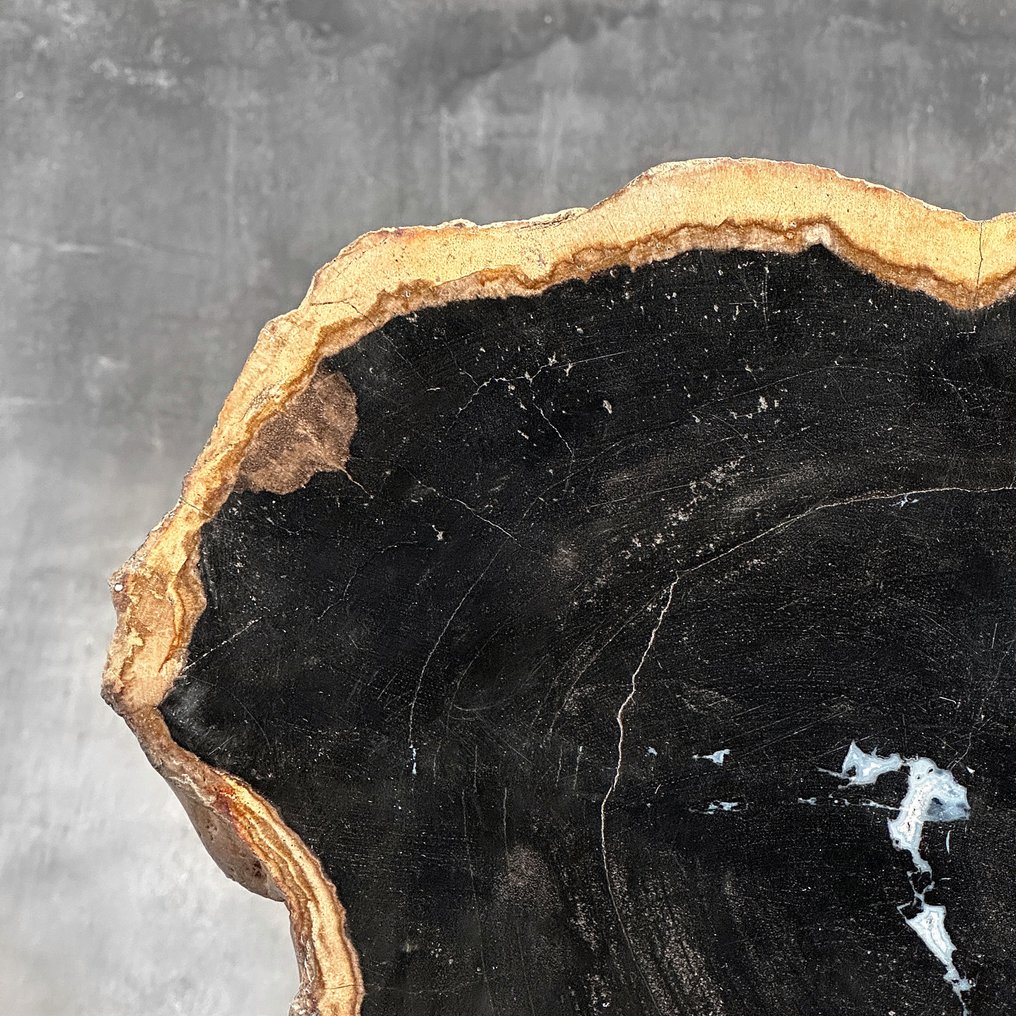 Stunning Slice of Petrified Wood on a custom stand - Fossilised wood - 31.2 cm - 39.5 cm (No Reserve Price) #3.2