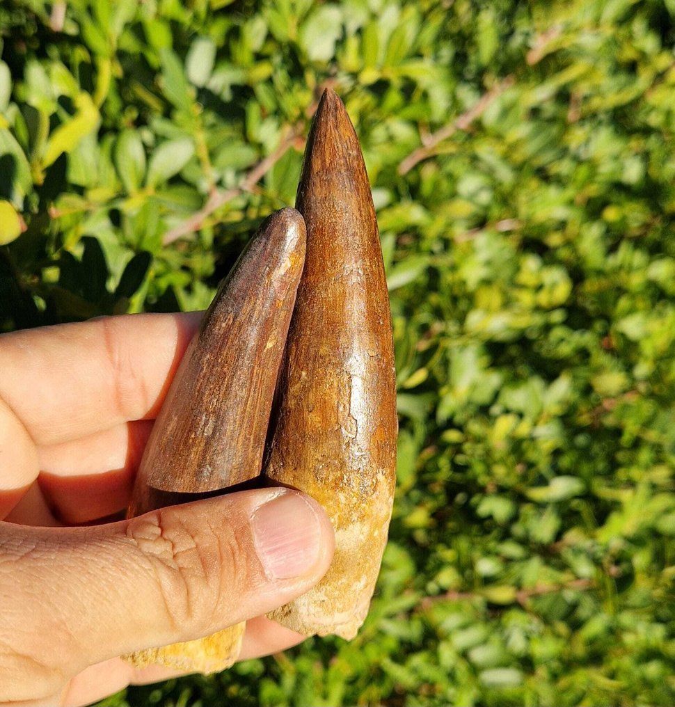 Δεινόσαυρος - Απολιθωμένα δόντια - Spinosaurus aegyptiacus - 11 cm #3.2