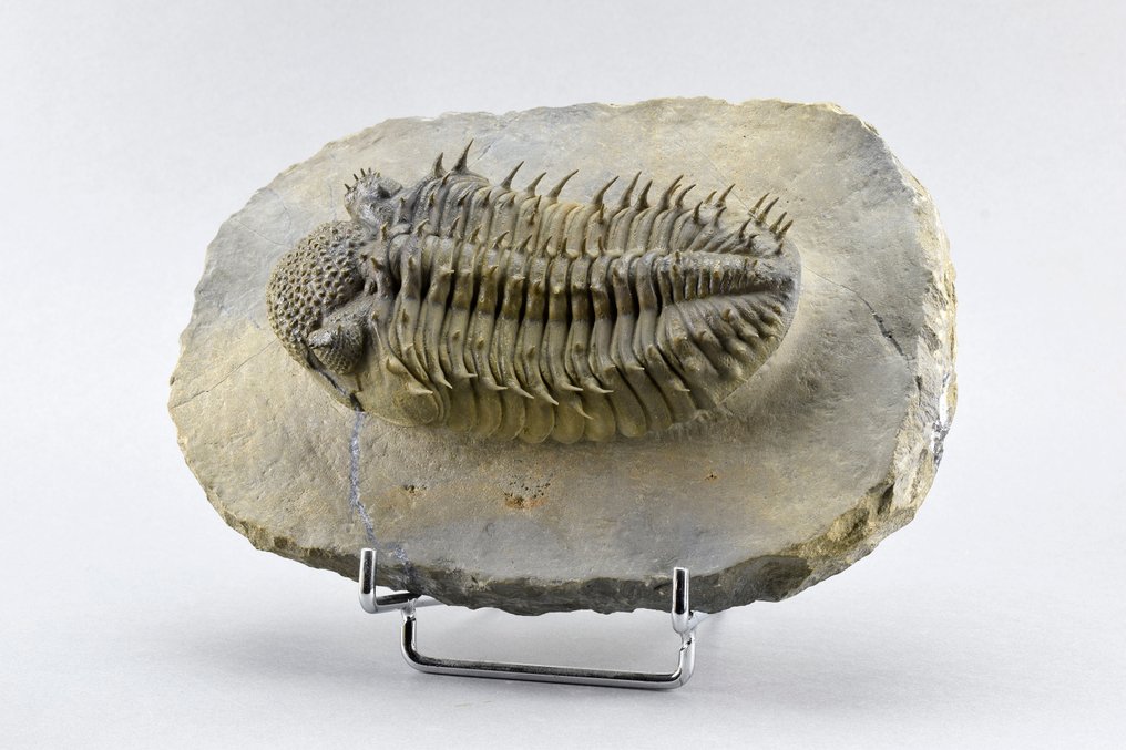 Trilobit - Forstenet dyr - Drotops armatus - 11.5 cm #2.1