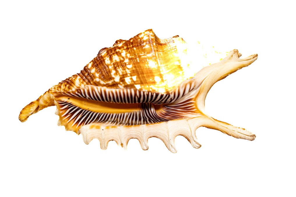 Finger Conch ===Συλλεκτικό κοχύλι=== Επιτοίχια βάση ταρίχευσης - Lambis digitata - 12.5 cm - 0 mm - 0 mm - Είδη που δεν ανήκουν στο CITES - 1 #1.0