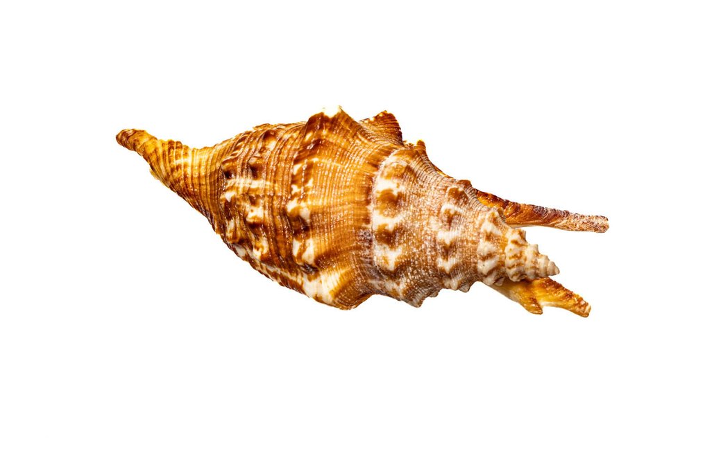 Finger Conch ===Συλλεκτικό κοχύλι=== Επιτοίχια βάση ταρίχευσης - Lambis digitata - 12.5 cm - 0 mm - 0 mm - Είδη που δεν ανήκουν στο CITES - 1 #2.1