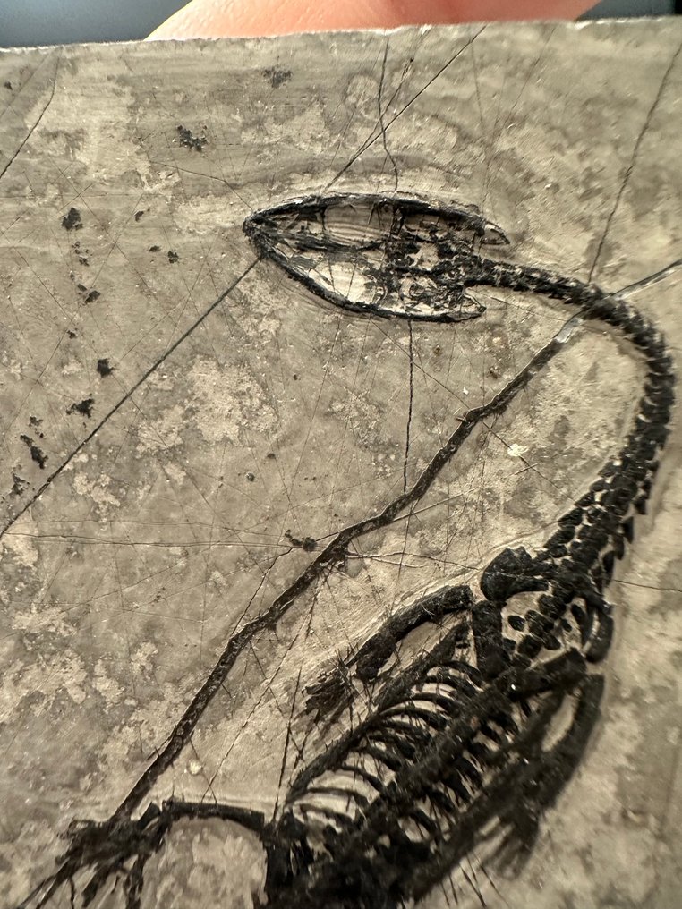 Fossiele matrix - Keichousaurus sp. - 8.5 cm - 6.7 cm  (Zonder Minimumprijs) #3.2