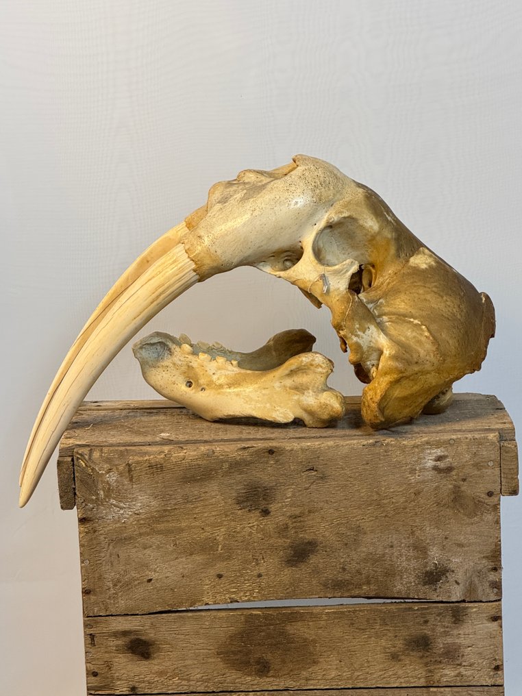 Walross Schädel - Odobenus rosmarus - 27 cm - 24 cm - 54 cm- CITES Anhang III - Anlage B in der EU #1.0