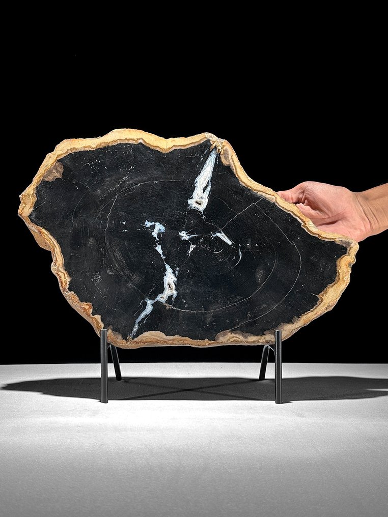 Stunning Slice of Petrified Wood on a custom stand - Fossilised wood - 31.2 cm - 39.5 cm (No Reserve Price) #1.0