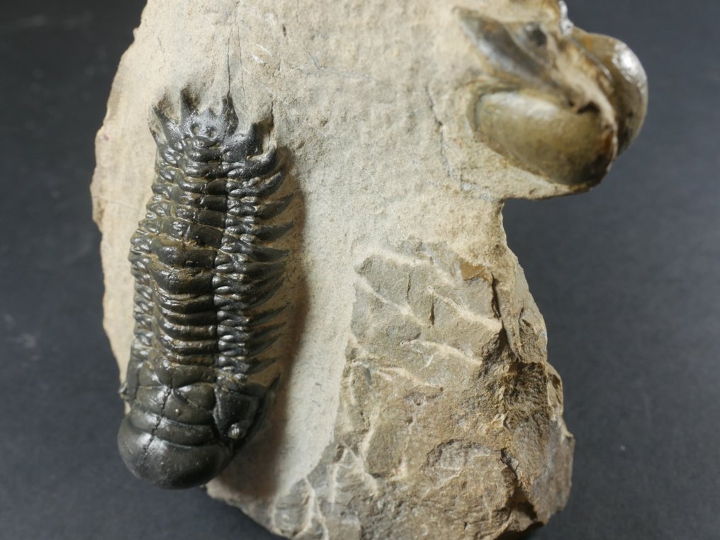 Trilobit - Fossiliserat djur - Crotalocephalina gibbosa - 10.5 cm #2.1