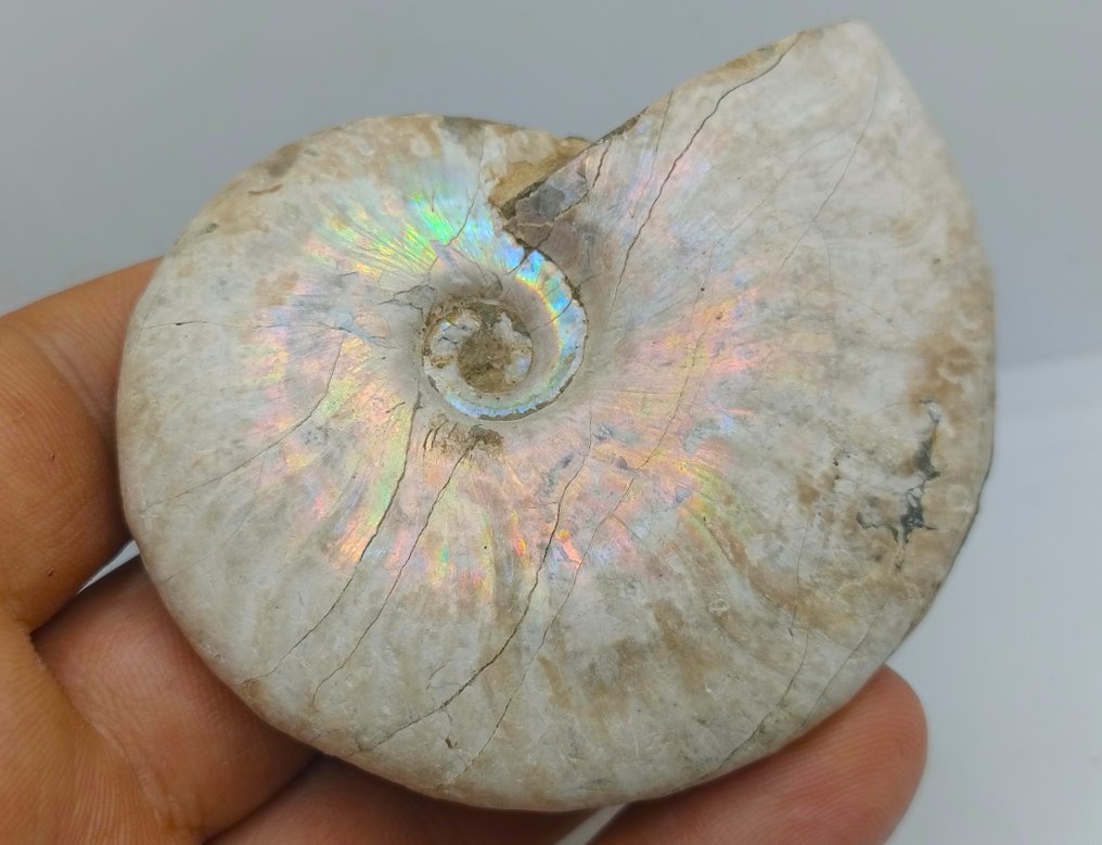 Top Colors - Iridescent Ammonite - Cleoniceras Besairei "double sided"- 143 g #4.3