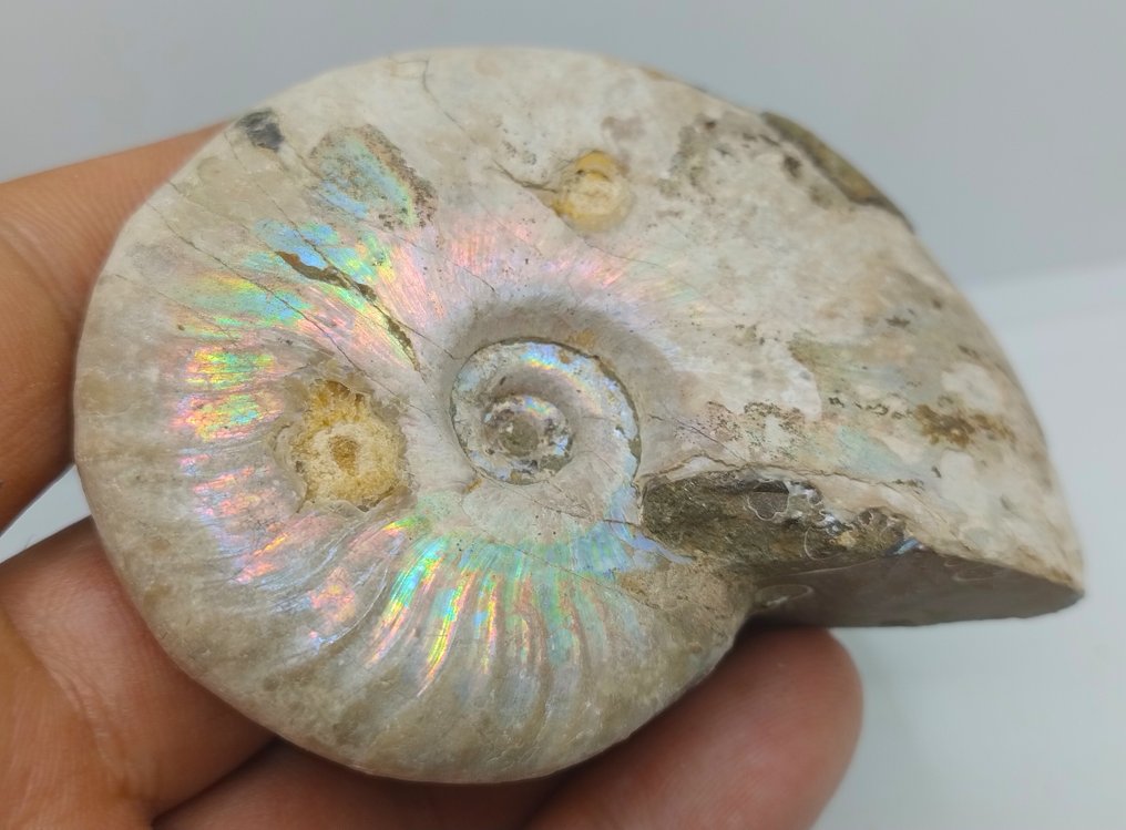 Top Colors - Iridescent Ammonite - Cleoniceras Besairei "double sided"- 143 g #1.0