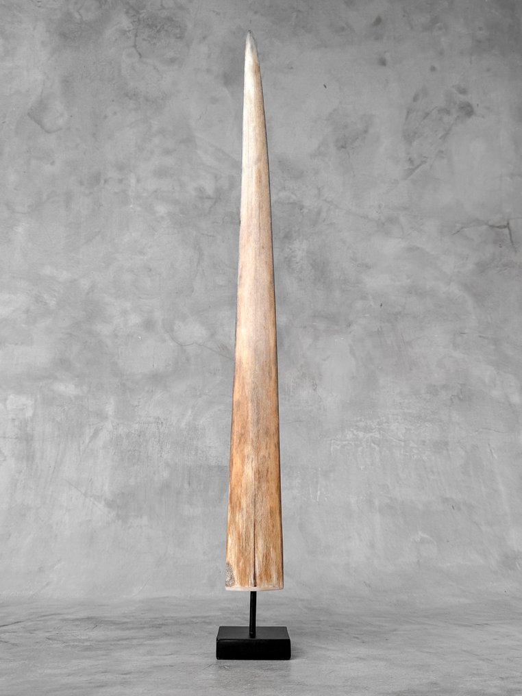 NO RESERVE PRICE - Stunning Large Swordfish Rostrum mounted on custom pedestal - Rostrum on stand - Xiphias Gladius - 70 cm - 7 cm - 7 cm- Non-CITES species - (1) #2.1