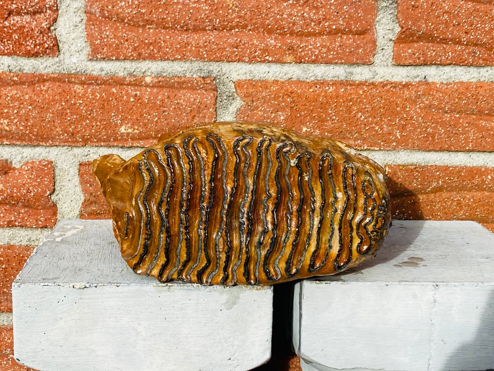 Mammut - Fossil jeksel - Mammuthus primigenius - 20 cm - 18 cm #1.0