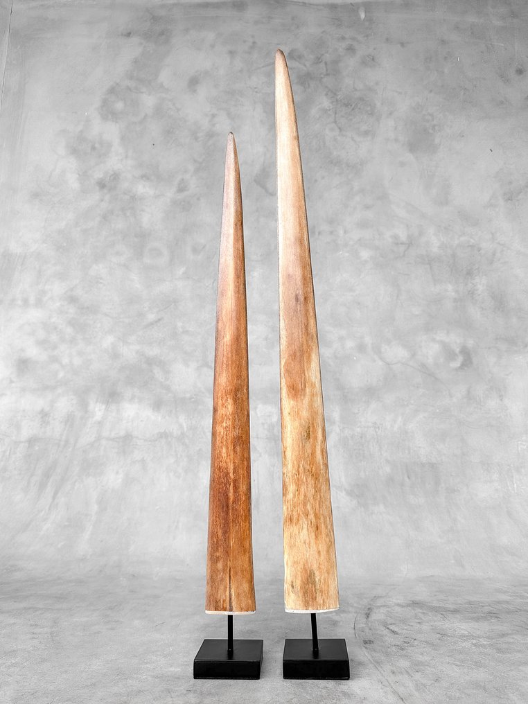 NO RESERVE PRICE - A Pair of Swordfish Tusks mounted on custom-fit pedestals- Rostrum on stand - Xiphias Gladius - 78 cm - 7 cm - 7 cm- Non-CITES species - (2) #4.3