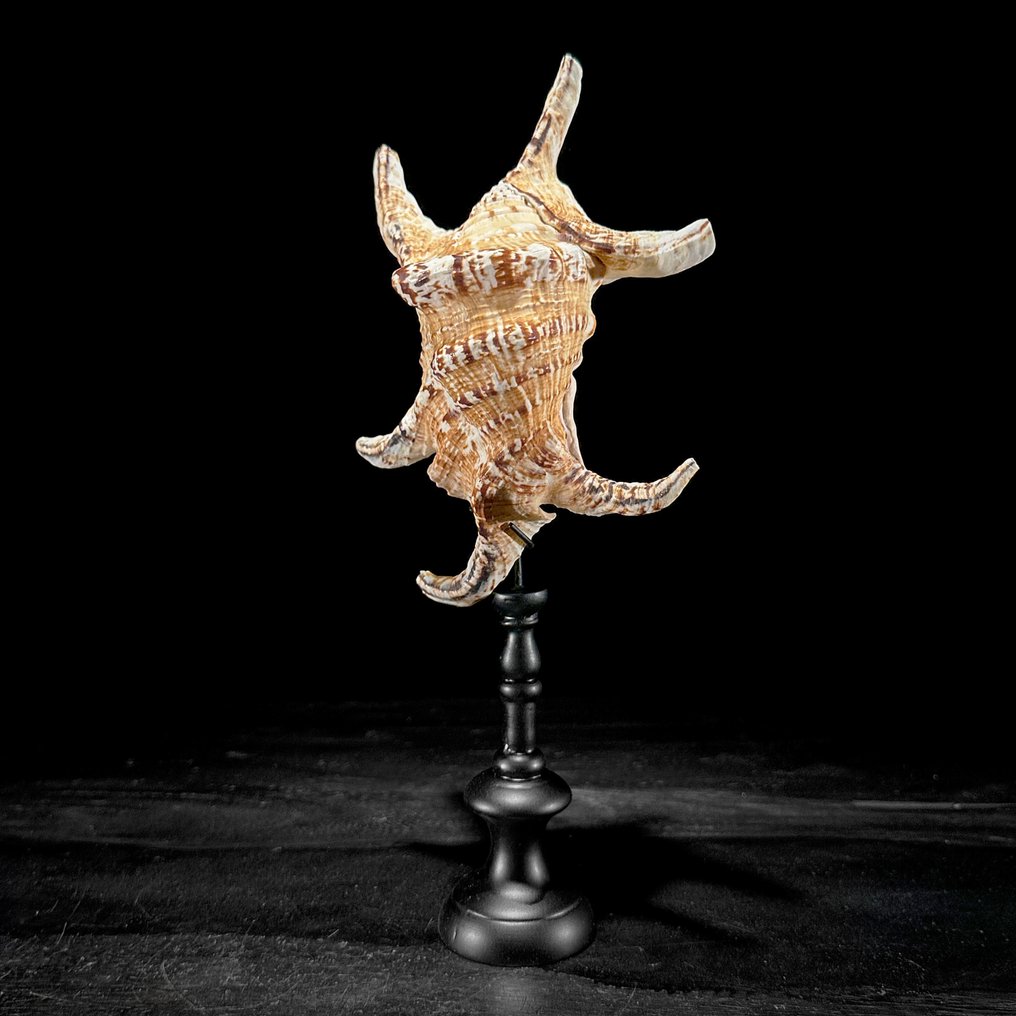 Stunning Set of 2 Seashells - Spider Conch Shell & Melo Amphora - Sea shell - Lambis Lambis + Melo Amphora (No Reserve Price) #3.2