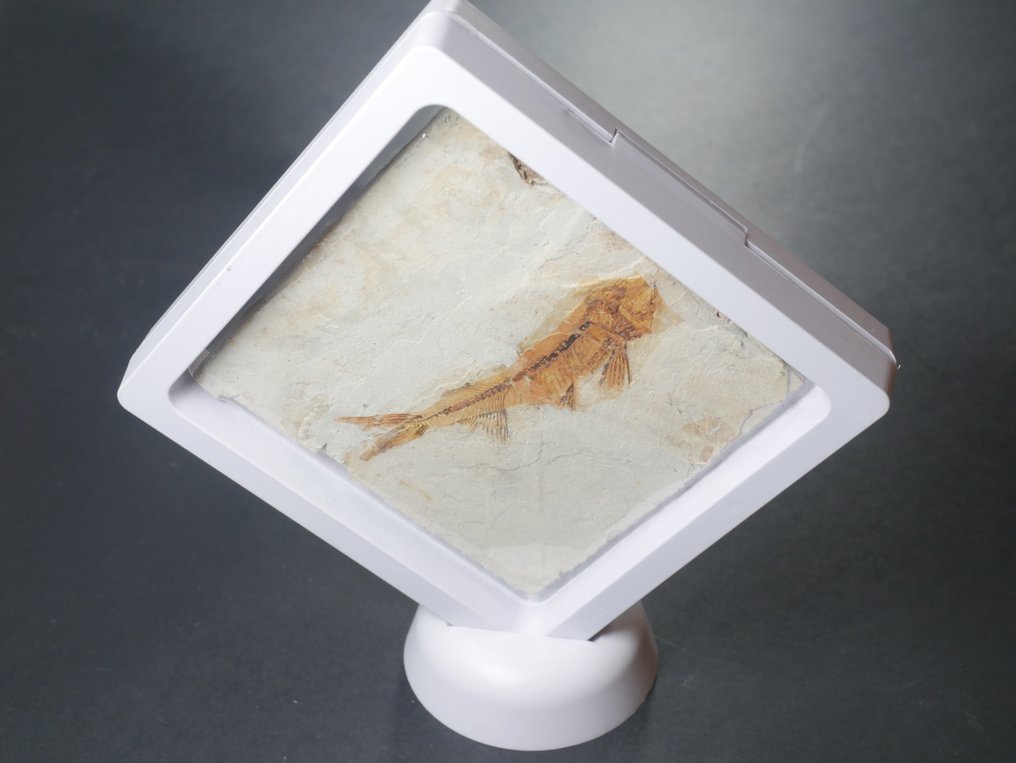 Kala - Kivettynyt eläin - Lycoptera - 11 cm (Ei pohjahintaa) #4.3