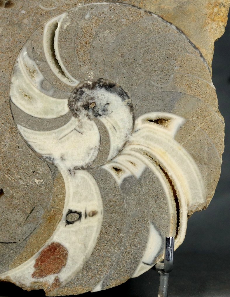 Un grande nautiloide seghettato che mostra un cimitero di belemniti del Giurassico. - Animale fossilizzato - Cenoceras sp. - 25 cm #3.2