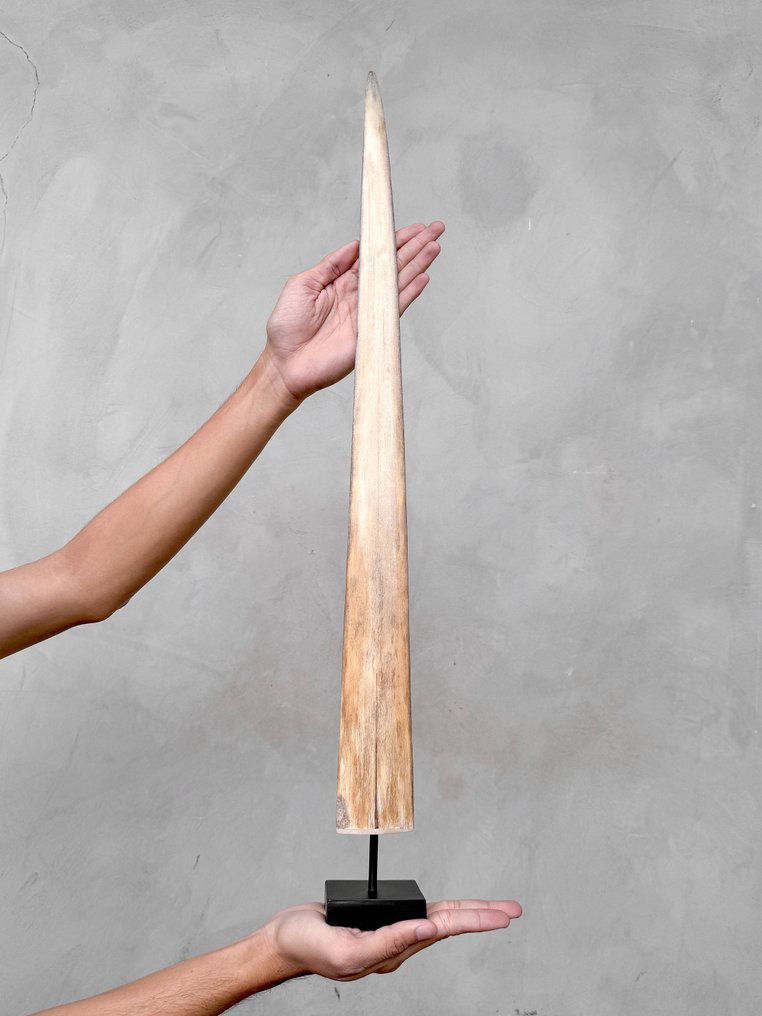 NO RESERVE PRICE - Stunning Large Swordfish Rostrum mounted on custom pedestal - Rostrum on stand - Xiphias Gladius - 70 cm - 7 cm - 7 cm- Non-CITES species - (1) #1.0