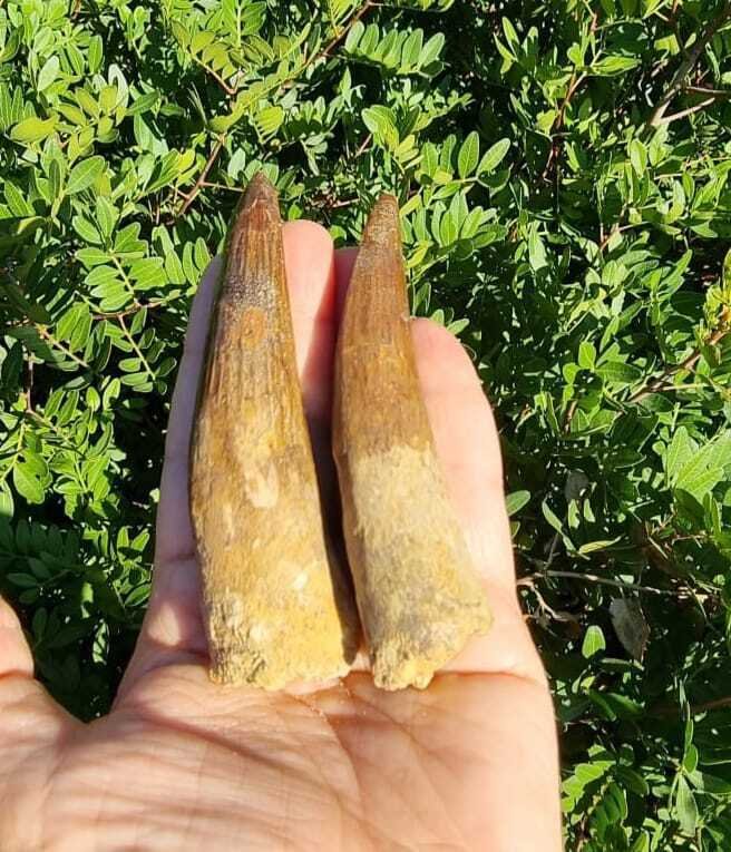 Δεινόσαυρος - Απολιθωμένα δόντια - Spinosaurus aegyptiacus - 10 cm #3.2