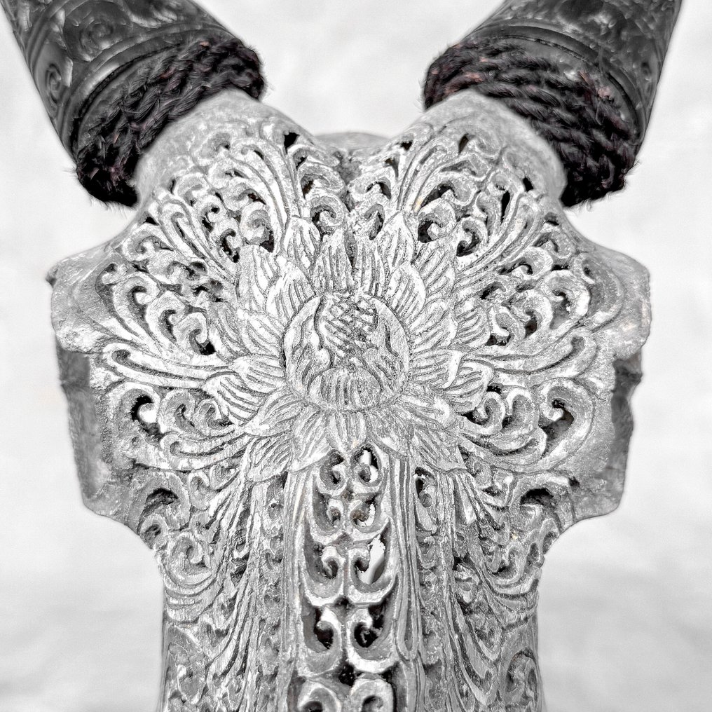 NO RESERVE PRICE - Stunning Grey Carved Goat Skull with Carved Horns - Big Lotus Motif- Carved skull - Capra hircus - 38 cm - 20 cm - 17 cm- Non-CITES species - (1) #4.3