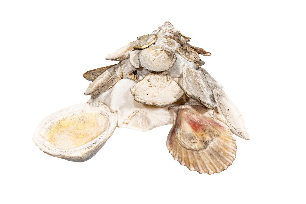 Carrier shell == NO RESERVE == Taxidermy wall mount - Xenophora mit Operculum - 7.9 cm - 0 mm - 0 mm - Non-CITES species - 1 #1.0