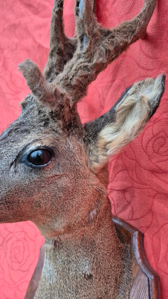 Råbuk Taksidermi vægmontering - Capreolus capreolus - très rare trophée atypique - 7 pointes - bois en velours - - 65 cm - 41 cm - 45 cm - Ikke-CITES arter #3.2
