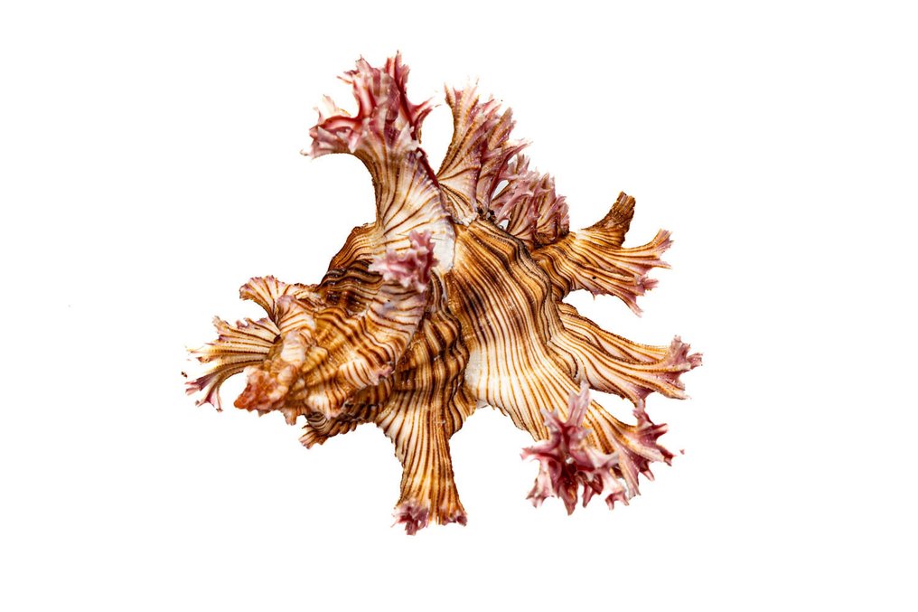 Beauty murex === 顶级状态 === 收藏品 === 动物标本剥制壁挂支架 - Murex spectrum - 9 cm - 0 mm - 0 mm - 非《濒危物种公约》物种 - 1 #1.0