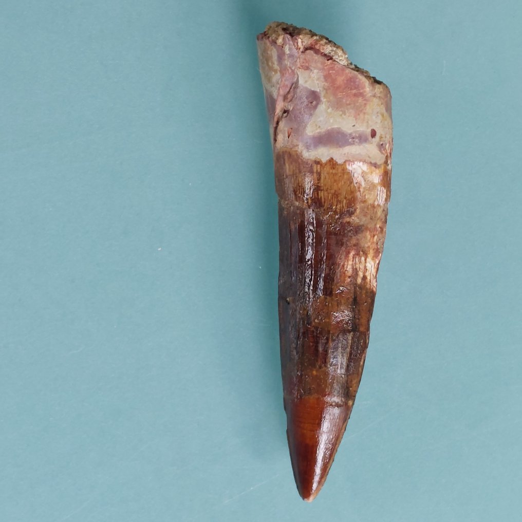 恐龙 - 牙齿化石 - Spinosaurus aegyptiacus - 70 mm - 20 mm #1.0