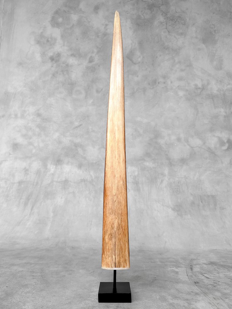 NO RESERVE PRICE - Stunning Large  Swordfish Rostrum mounted on custom pedestal - Rostrum on stand - Xiphias Gladius - 73 cm - 7 cm - 7 cm- Non-CITES species -  (1) #2.1