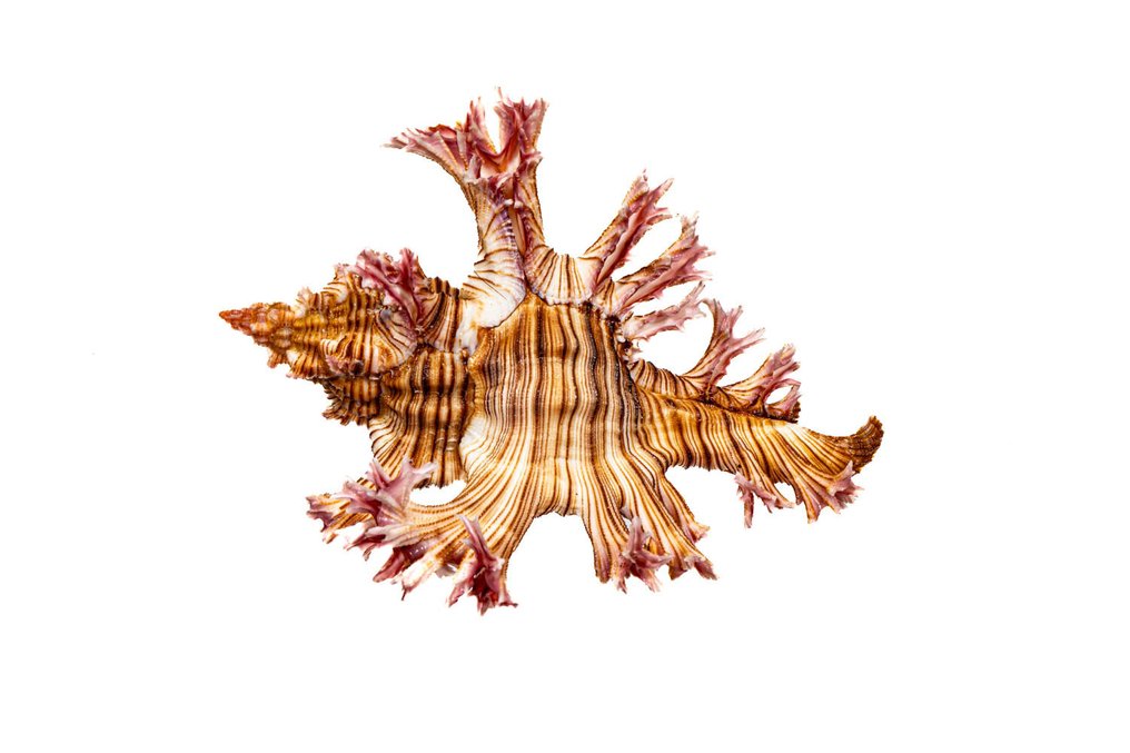 Beauty murex === 顶级状态 === 收藏品 === 动物标本剥制壁挂支架 - Murex spectrum - 9 cm - 0 mm - 0 mm - 非《濒危物种公约》物种 - 1 #3.2