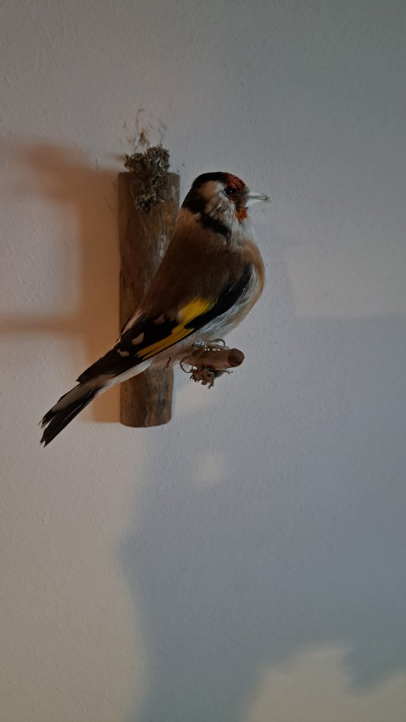 Stieglitz Allestimento tassidermico a corpo intero - Stieglitz Waldstieglitz Fuss beringt - 10 cm - 5 cm - 5 cm - Specie non CITES - 1 #1.0