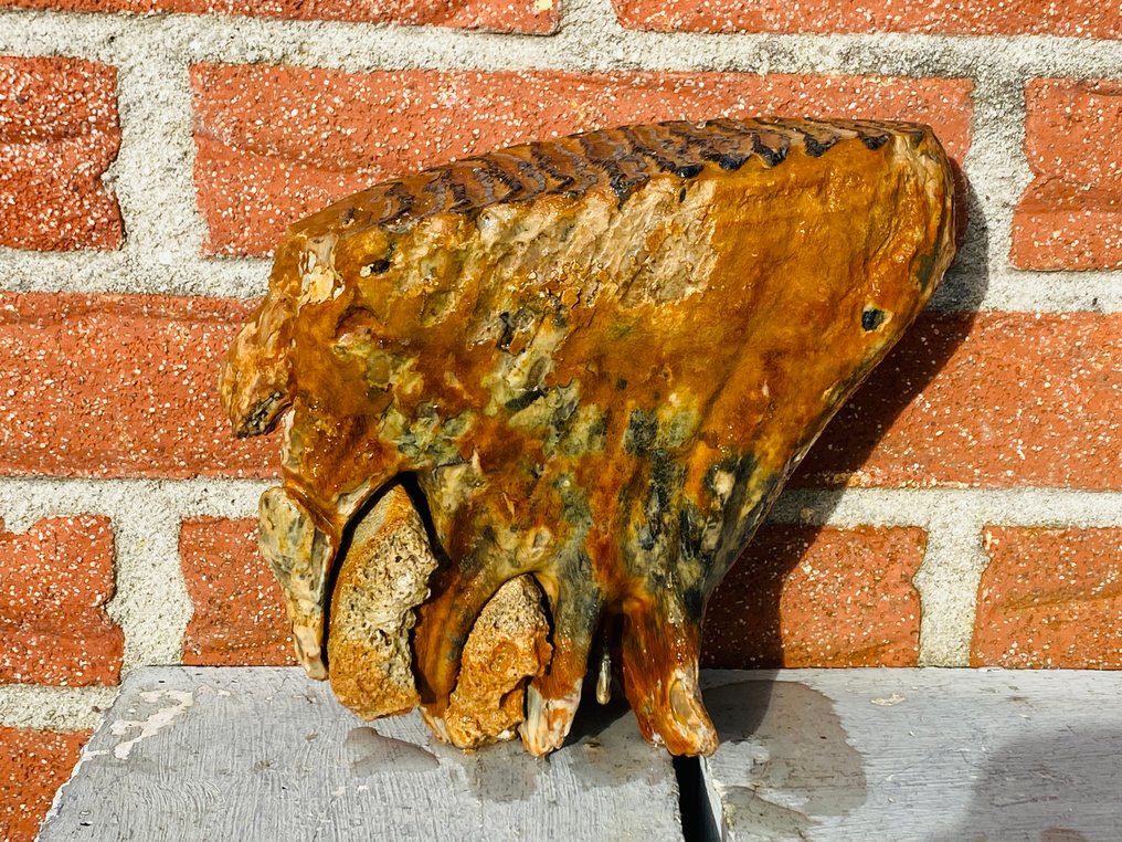 Mammut - Fossil jeksel - Mammuthus primigenius - 20 cm - 18 cm #2.1