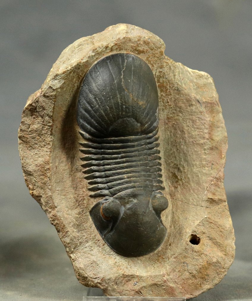 Finest trilobite - With yellow eyes, and two colors - Fossilised animal - Paralejurus spatulliformis - 8.3 cm (No reserve price) #3.2