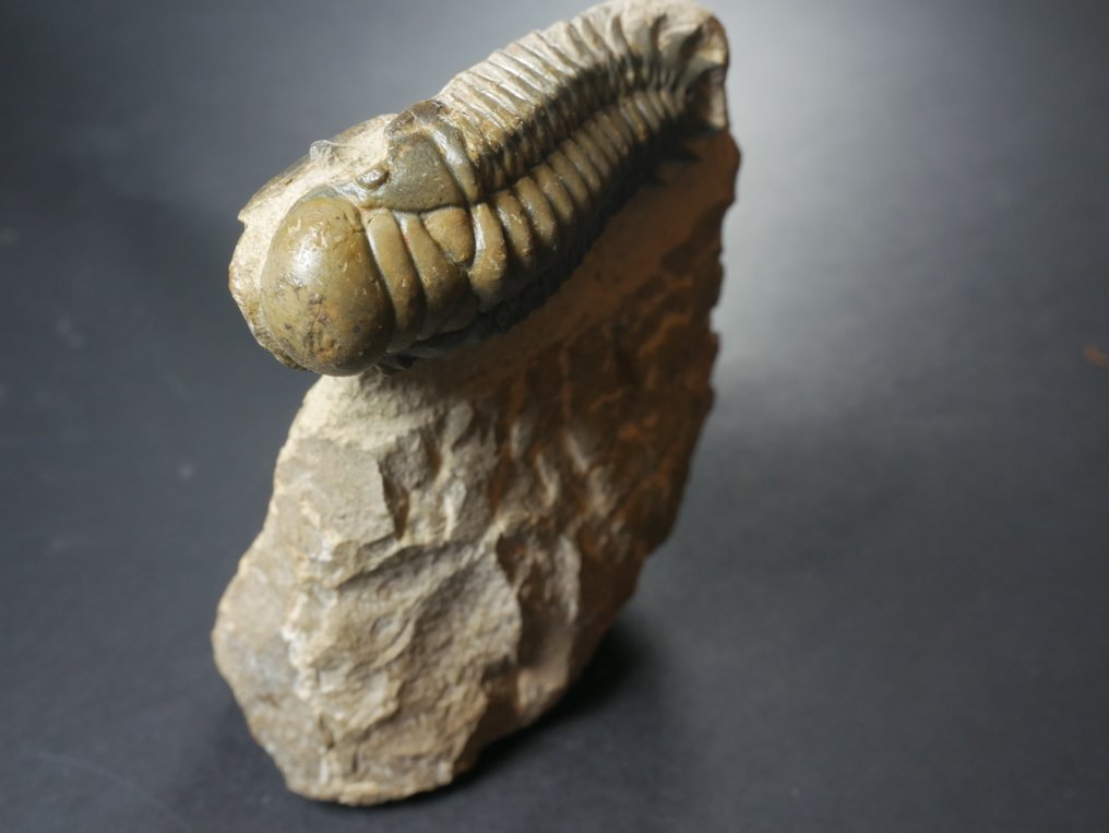 Trilobit - Fossiliserat djur - Crotalocephalina gibbosa - 10.5 cm #3.2
