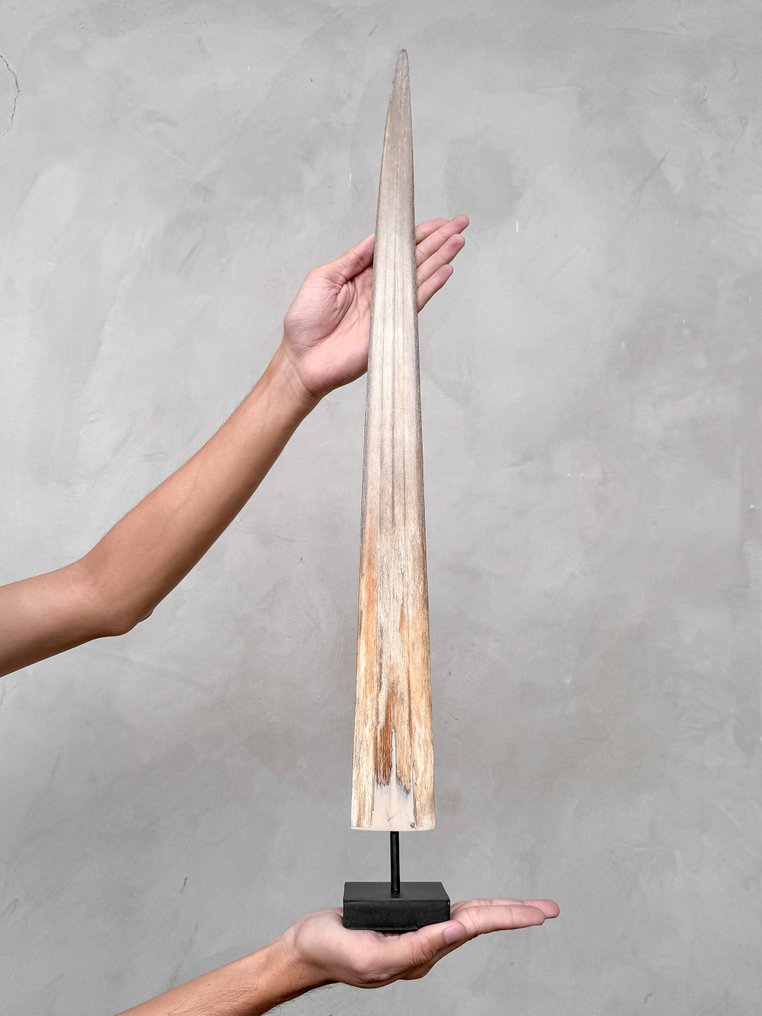 NO RESERVE PRICE - Stunning Large Swordfish Rostrum mounted on custom pedestal - Rostrum on stand - Xiphias Gladius - 70 cm - 7 cm - 7 cm- Non-CITES species - (1) #3.2