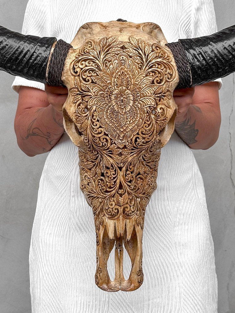 Keine Mindestpreis - C - Echtes großes braunes Wasserbüffelskelett mit Blumenmuster Geschnitzter Schädel - Bubalus Bubalis - 65 cm - 68 cm - 18 cm- Nicht-CITES-Arten -  (1) #1.0