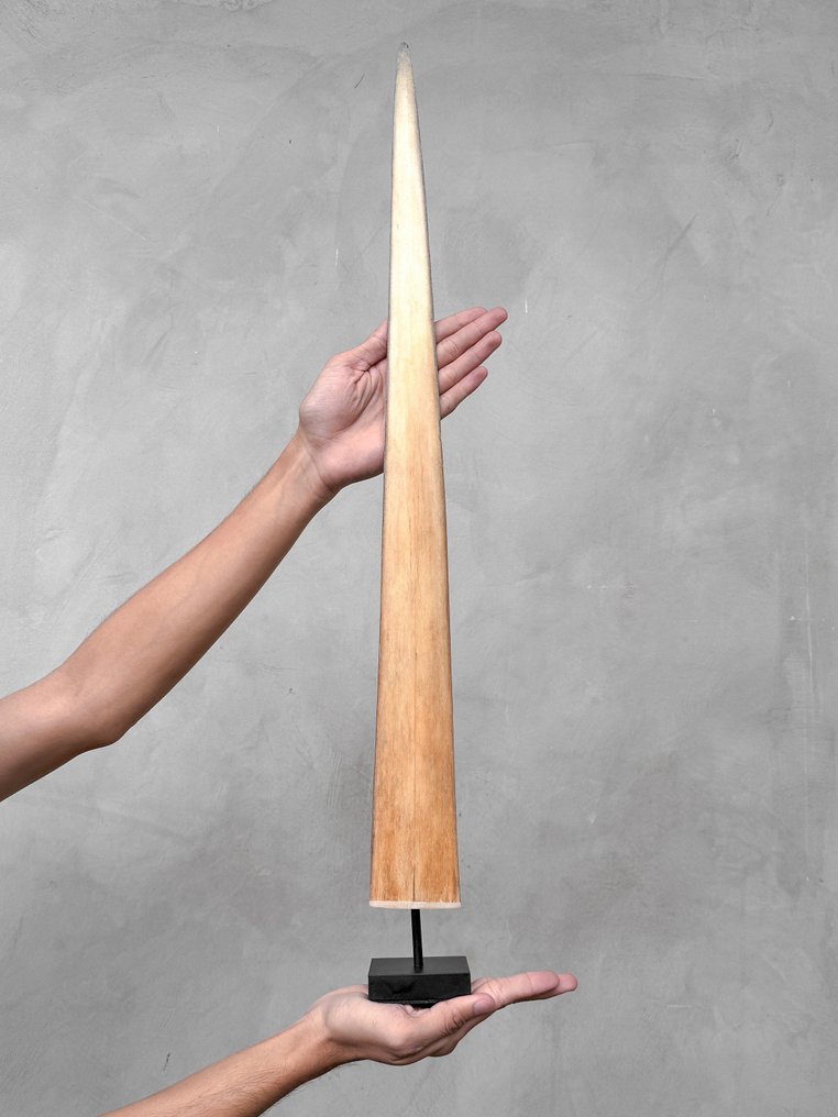 Brak minimalnej ceny – Róg rybopławu na specjalnej podstawie. Dziób na stojaku - Xiphias Gladius - 73 cm - 7 cm - 7 cm- Gatunki inne niż CITES - (1) #1.0