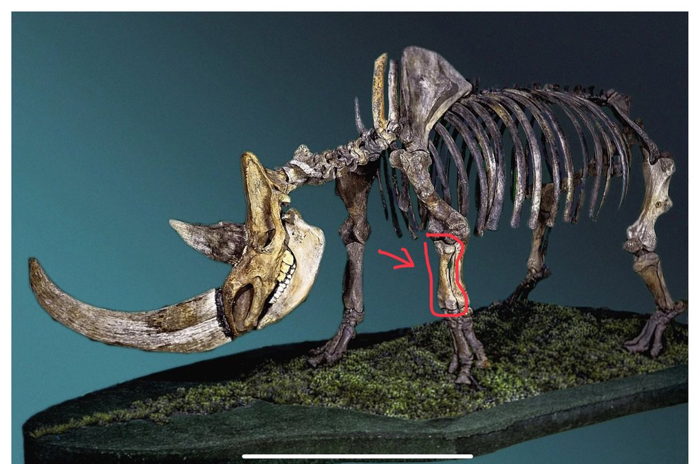 Beautiful rare tibia bone of a woolly rhinoceros, ice age - Fossil vertebra bone - 35 cm - 10 cm  (No Reserve Price) #2.1