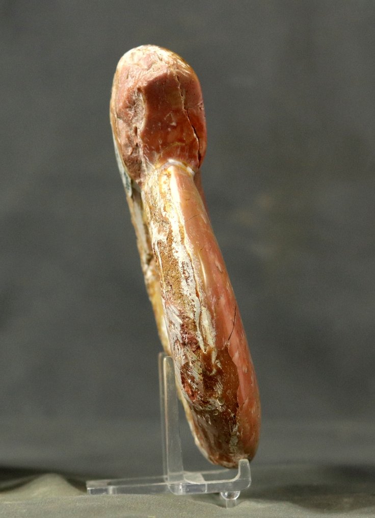 Ammonit rar din Triasic cu linii de sutură vizibile. - Animale fosilizate - Gymnites - 14.2 cm #4.3