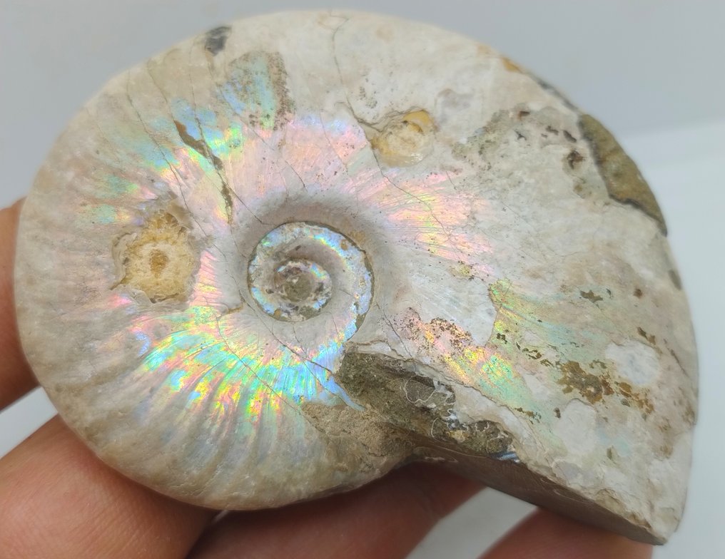 Top Colors - Iridescent Ammonite - Cleoniceras Besairei "double sided"- 143 g #1.0