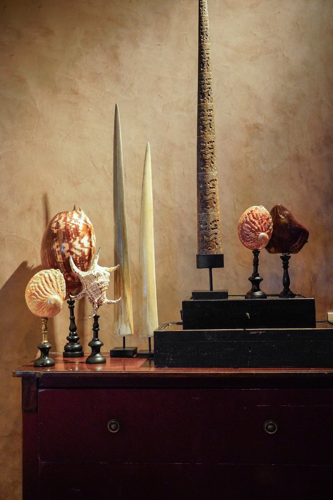 NO RESERVE PRICE - A Pair of Swordfish Tusks mounted on custom-fit pedestals- Rostrum on stand - Xiphias Gladius - 78 cm - 7 cm - 7 cm- Non-CITES species - (2) #3.2