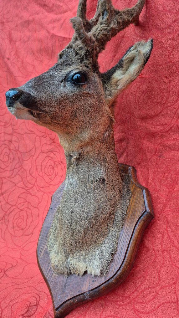 Råbuk Taksidermi vægmontering - Capreolus capreolus - très rare trophée atypique - 7 pointes - bois en velours - - 65 cm - 41 cm - 45 cm - Ikke-CITES arter #1.0