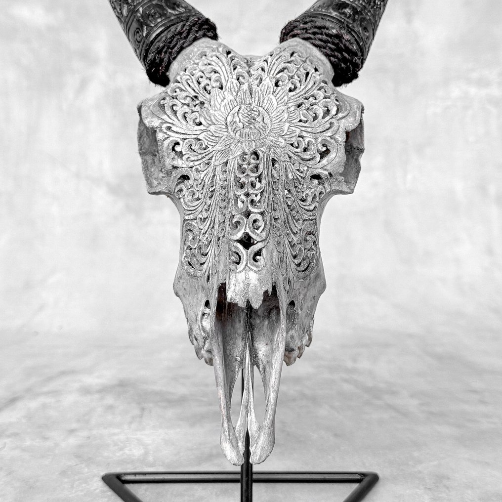 NO RESERVE PRICE - Stunning Grey Carved Goat Skull with Carved Horns - Big Lotus Motif- Carved skull - Capra hircus - 38 cm - 20 cm - 17 cm- Non-CITES species - (1) #2.1