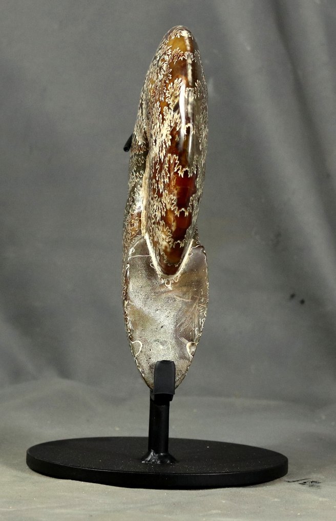 Ammonite exceptionnelle, nettoyée des deux côtés - sur un support personnalisé. - Animal fossilisé - Cleoniceras besairiei - 22 cm #3.2