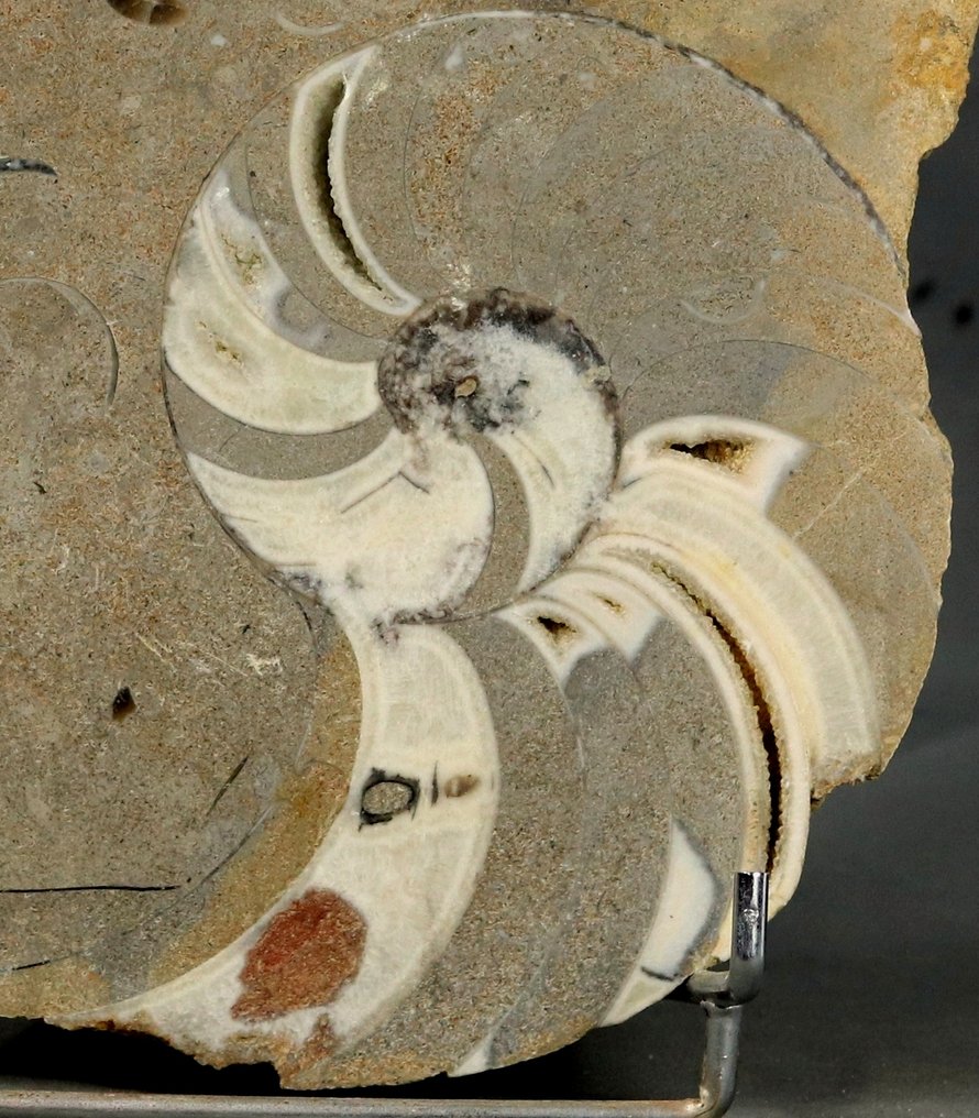 Un grande nautiloide seghettato che mostra un cimitero di belemniti del Giurassico. - Animale fossilizzato - Cenoceras sp. - 25 cm #1.0