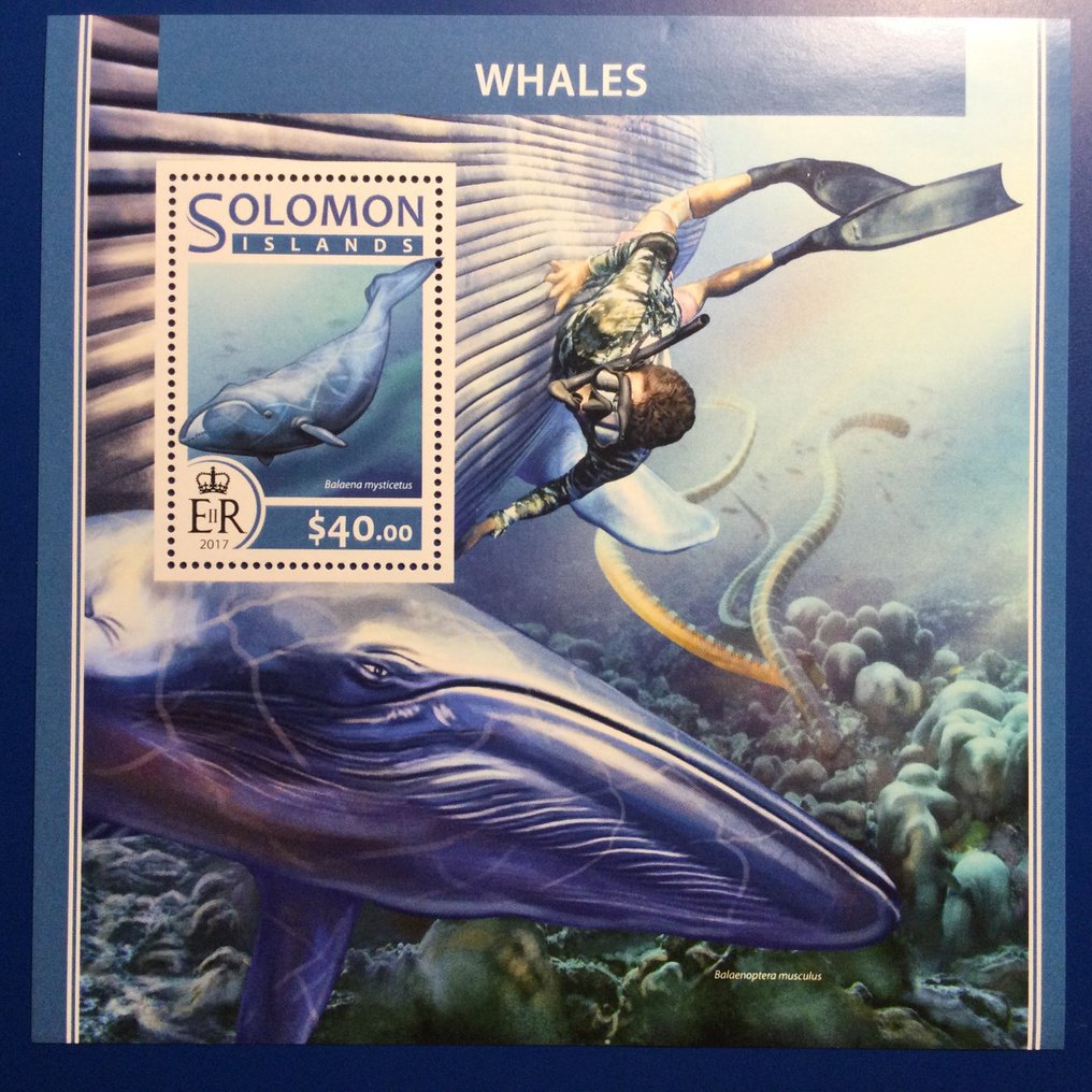 非洲  - 鲸鱼 #2.1