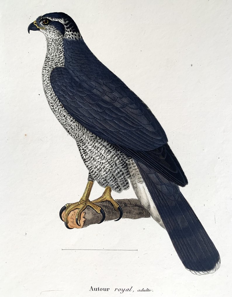 Nouveau Recueil de planches colorièes d'oiseaux pour servir de suite et de complément aux planches - 1838 #4.3