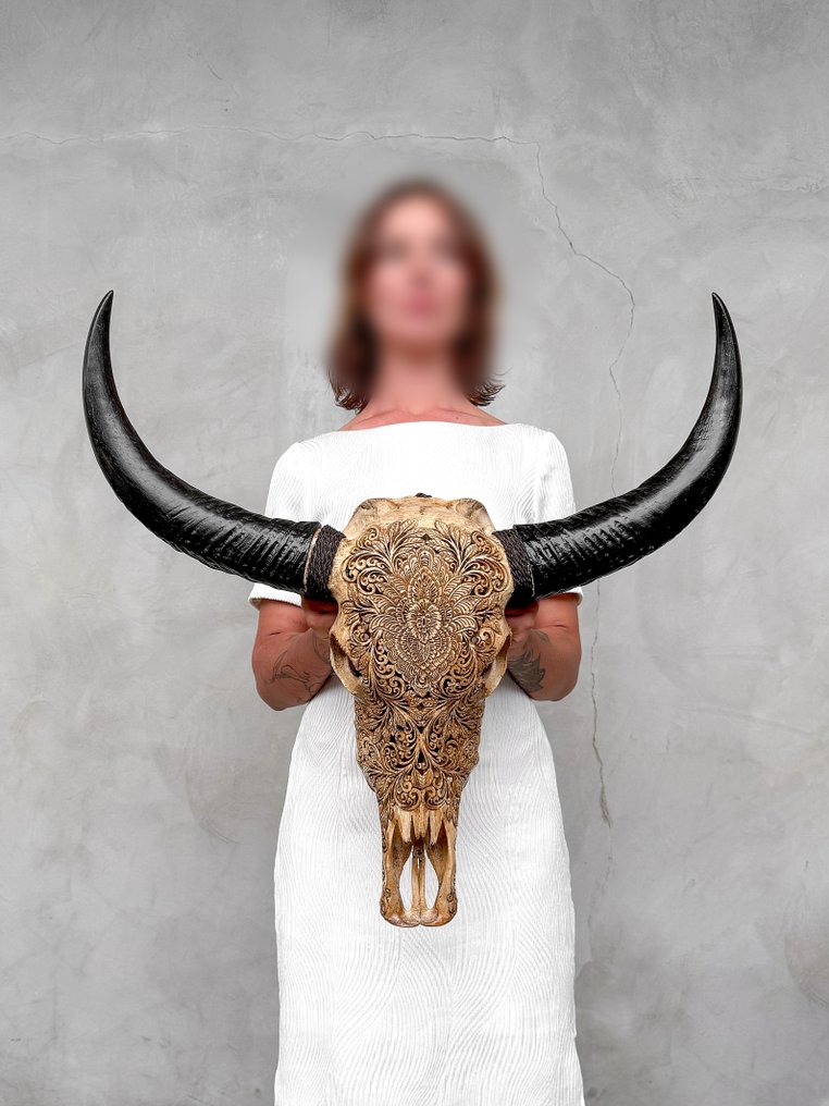 Keine Mindestpreis - C - Echtes großes braunes Wasserbüffelskelett mit Blumenmuster Geschnitzter Schädel - Bubalus Bubalis - 65 cm - 68 cm - 18 cm- Nicht-CITES-Arten -  (1) #2.1